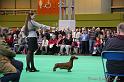 Crufts2011_2 1024